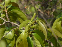 Terminalia chebula