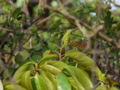 Terminalia chebula