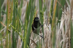 Lonchura leucogastroides