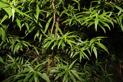 Myoporum betcheanum