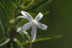 Hippobroma longiflora