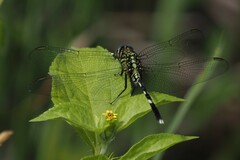 Orthetrum sabina