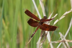 Neurothemis terminata