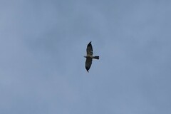 Accipiter soloensis