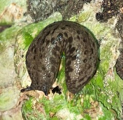 Megapallifera mutabilis