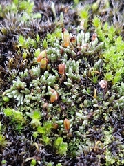 Bryum argenteum