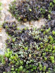 Bryum argenteum