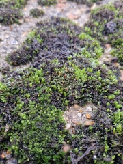 Bryum argenteum