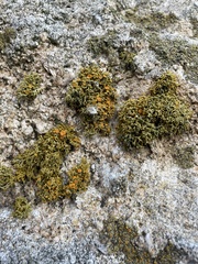 Polycauliona coralloides