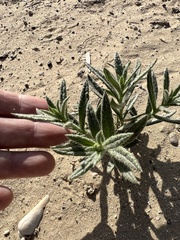 Heliotropium kotschyi