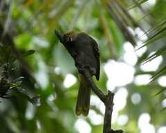 Nicator chloris