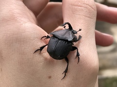 Phanaeus triangularis