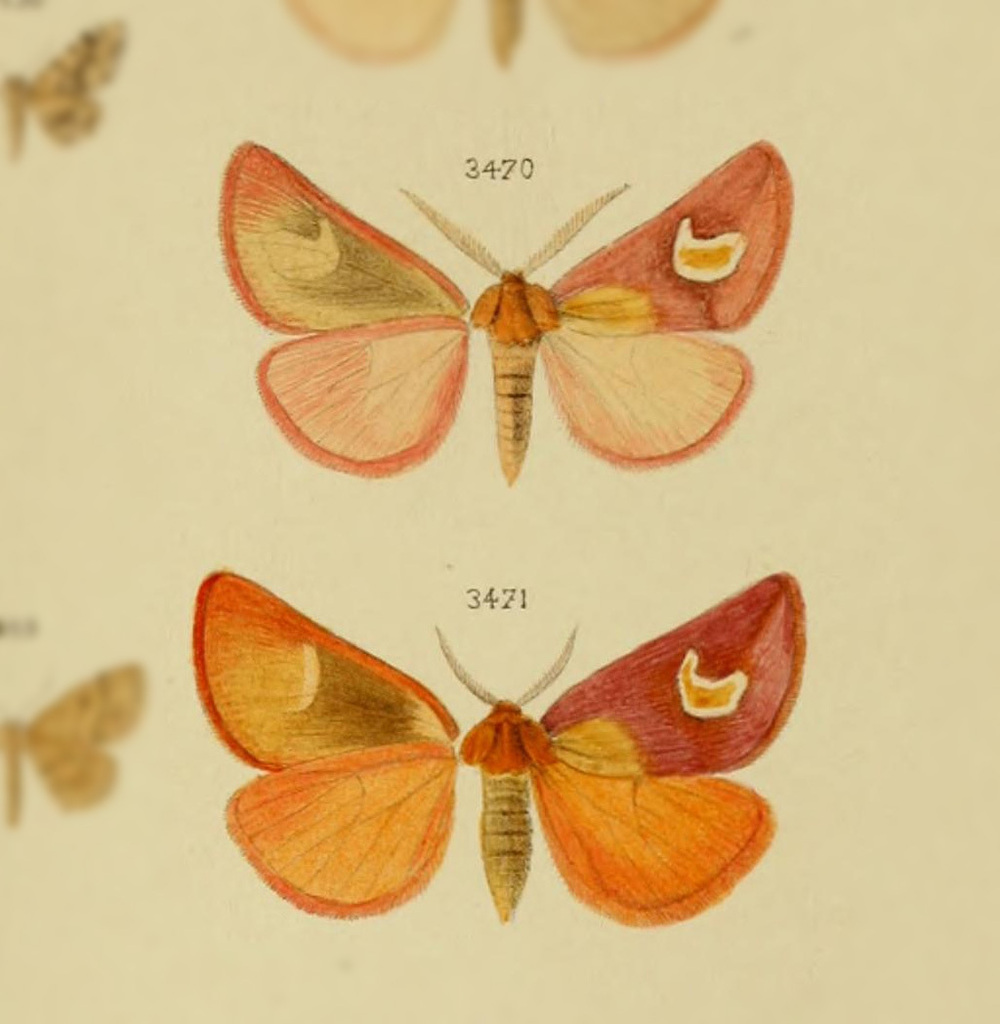 Epicimelia