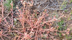 Portulaca halimoides