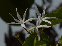 Jasminum malabaricum