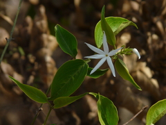 Jasminum malabaricum