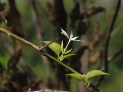 Jasminum malabaricum