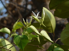 Jasminum malabaricum