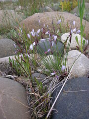 Sisyrinchium montanum