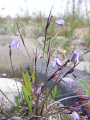 Sisyrinchium montanum