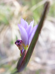 Sisyrinchium montanum
