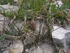 Sisyrinchium montanum