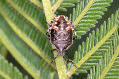 Oechalia schellenbergii