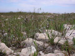 Sisyrinchium montanum