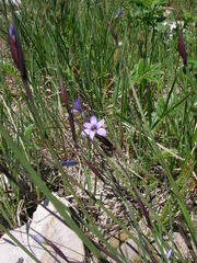 Sisyrinchium montanum