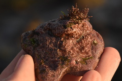 Lithothamnion