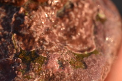 Lithothamnion