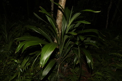 Cordyline petiolaris