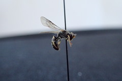 Hylaeus basalis