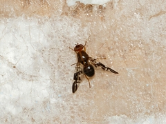 Acanthonevroides basalis