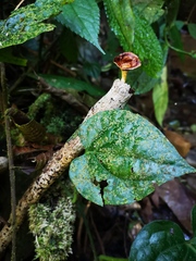 Microporus xanthopus