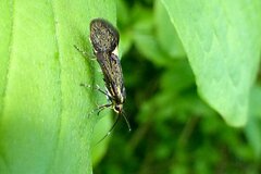 Esperia sulphurella