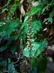 Staurogyne macrobotrya