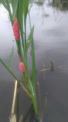 Pomacea canaliculata