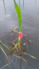 Pomacea canaliculata