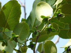 Diospyros montana