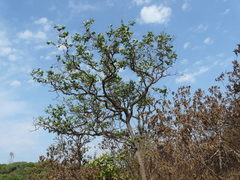 Diospyros montana