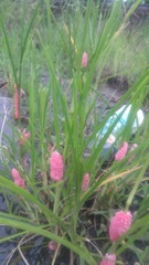 Pomacea canaliculata