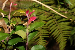 Syzygium smithii