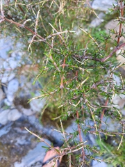 Coprosma rugosa