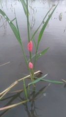 Pomacea canaliculata