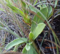 Helichrysum monticola