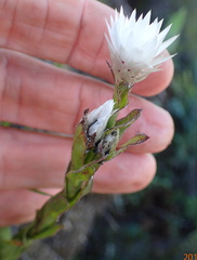 Helichrysum monticola