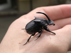 Phanaeus triangularis