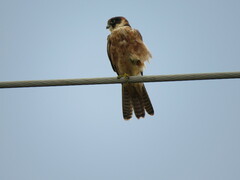 Falco longipennis