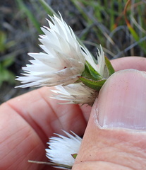 Helichrysum monticola
